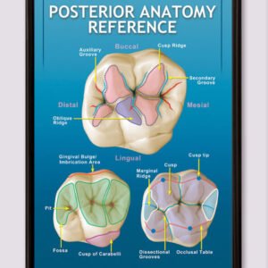 posterior dental anatomy